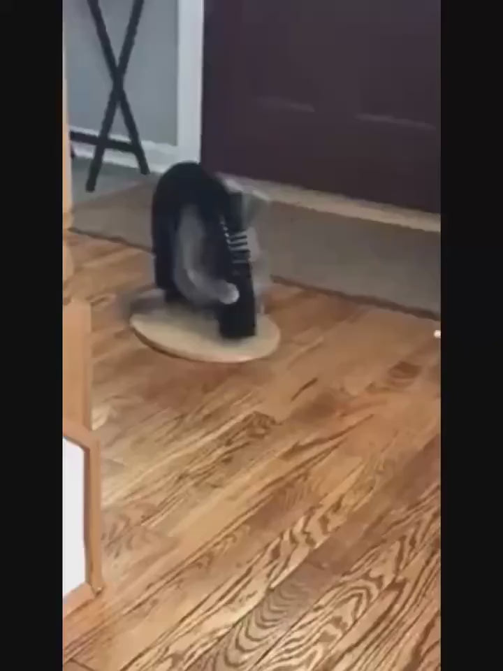 Un gato gris pasando por debajo del arco cepillo y rascador GetZenko y frotándose contra las cerdas